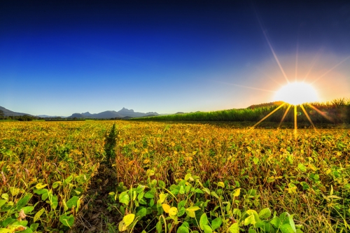 Country-1